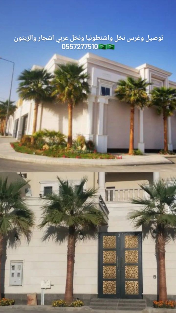 توريد وزراعه نخيل واشجار الزيتون المعمر واحجام مخت