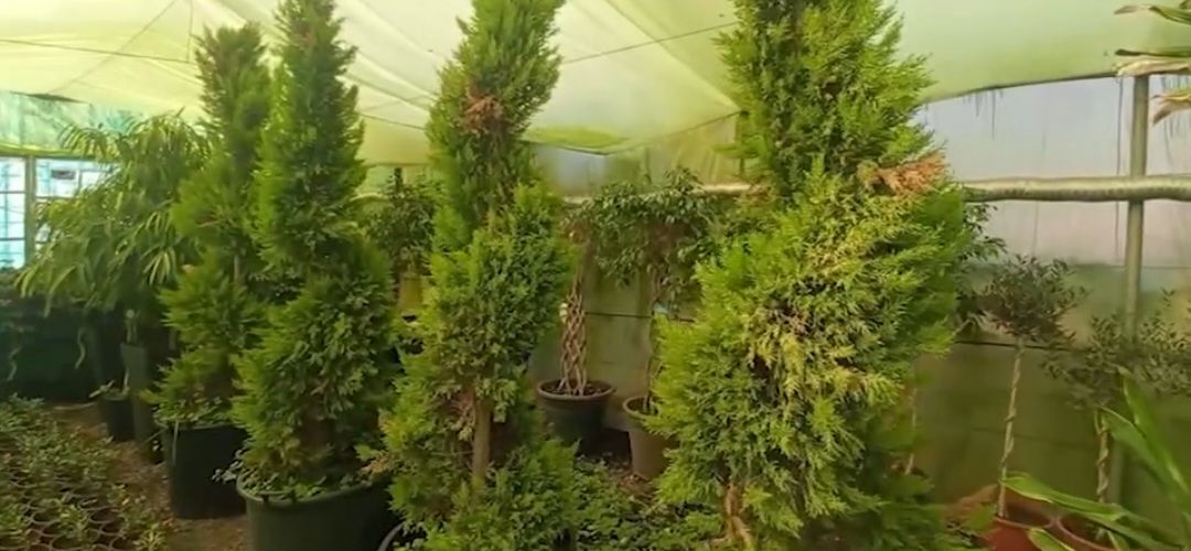 قص اشجار ونظفة اشجار وحداق وتكليم جميع انواع النخل