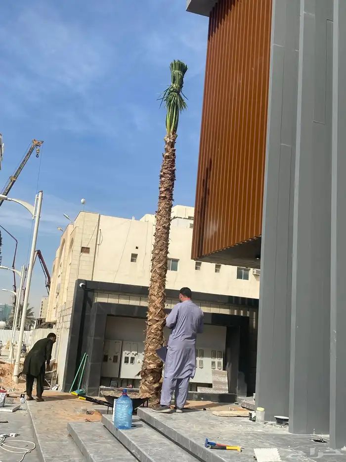 نخل واشنطوني زينة للبيع