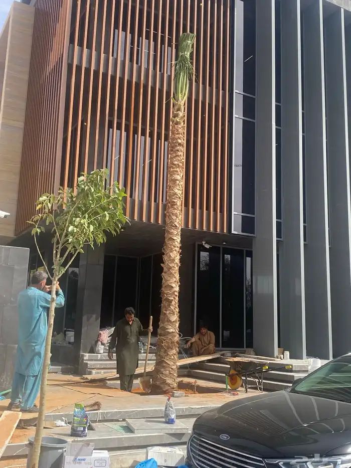 نخل واشنطوني زينة للبيع