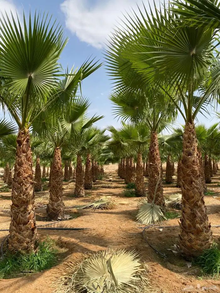 نخل واشنطوني زينة للبيع