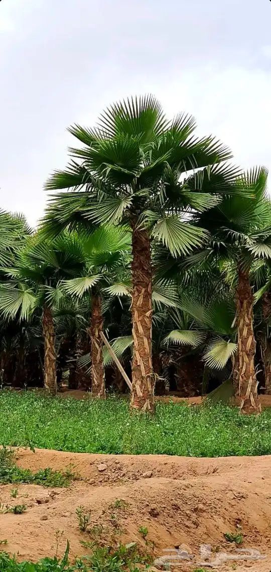نخل واشنطوني زينة للبيع