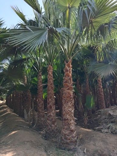 نخل واشنطني زينه للبيع