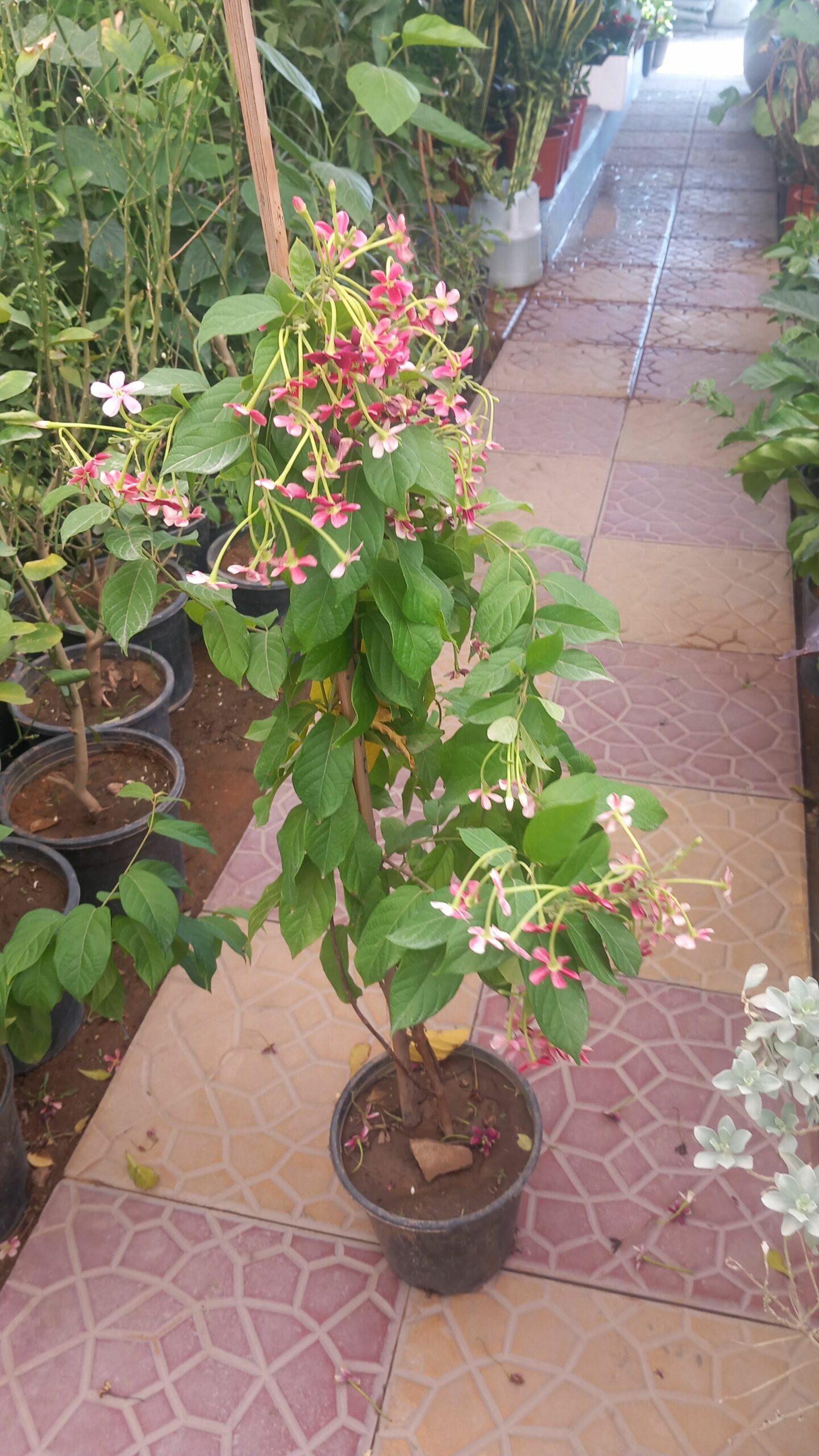 الرياض طريق ابو بكر الصديق حي النرجس