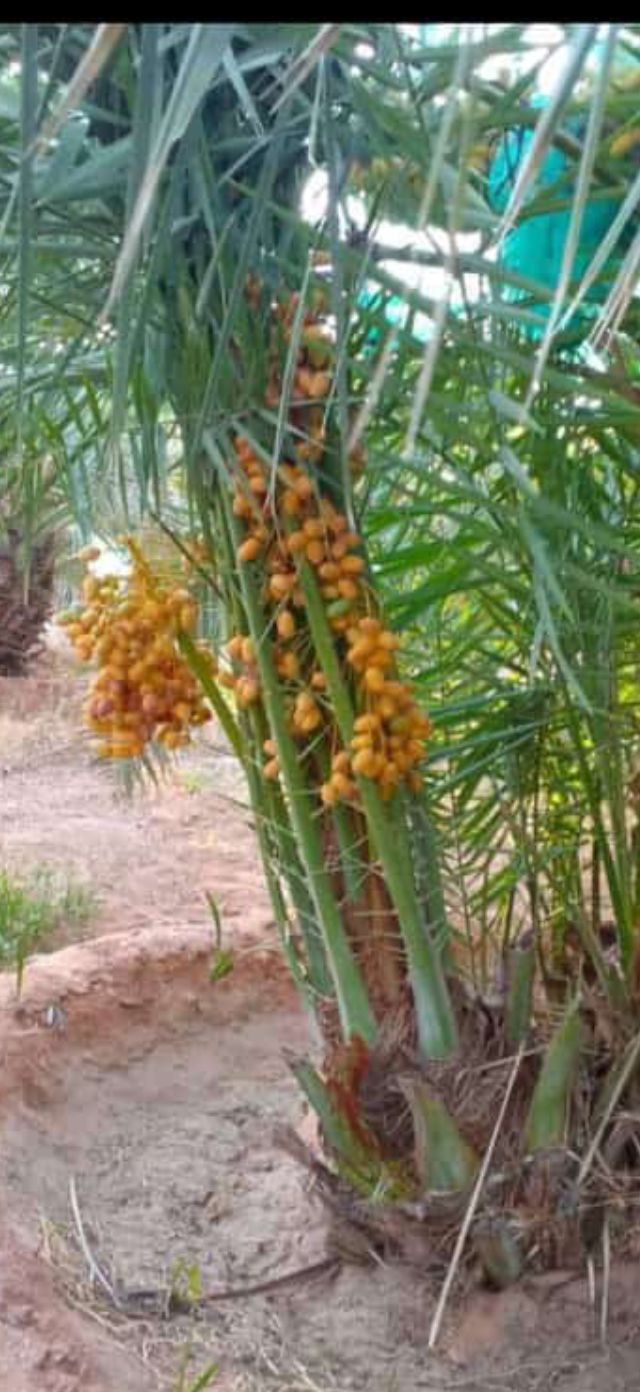 نخيل مثمر للبيع 0533608746