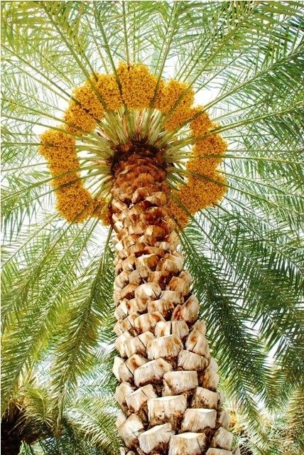 مقاول نخيل وشبوك وتمور